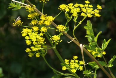 Pastinaca sativa subsp. sativaPastinaak bestellen